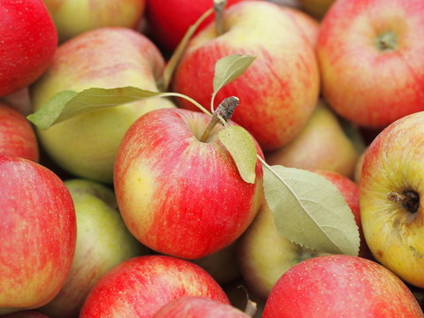 Pile of fresh ripe red apples (variety Champion) at farmers market in Prague (Czech Republic).