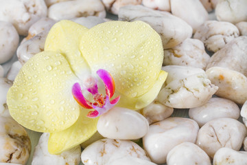 Yellow orchid on wet pebbles background.
