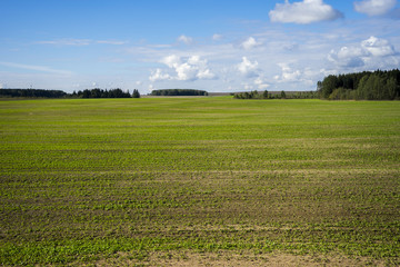 Green field, forest and blue sky