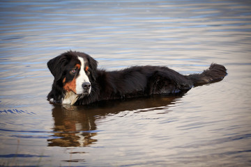 Berner Sennenhund am Wasser