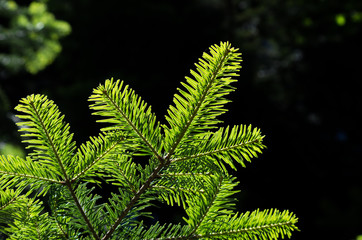 Close up of young fir tree branch illuminated by the sun