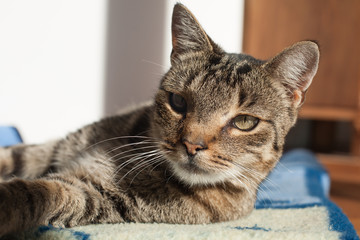 
portrait of a cat , Cute cat relaxes and dreams 

