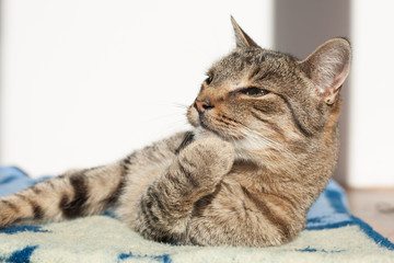 Fototapeta na wymiar portrait of a cat , Cute cat relaxes and dreams
