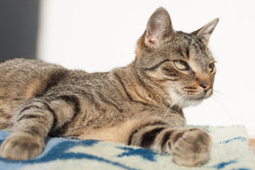 
portrait of a cat , Cute cat relaxes and dreams 

