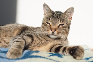 Naklejka na ściany i meble portrait of a cat , Cute cat relaxes and dreams