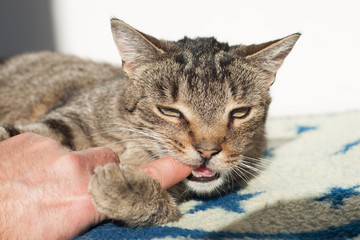 
portrait of a cat , Cute cat relaxes and dreams 

