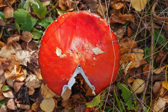 red toadstool in the forest