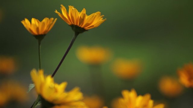 Butterfly On The Flower
