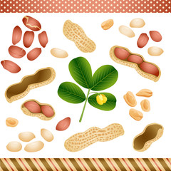 Peanut Digital Clipart