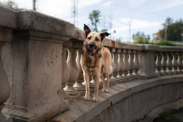 Mixed breed dog in autumn park
