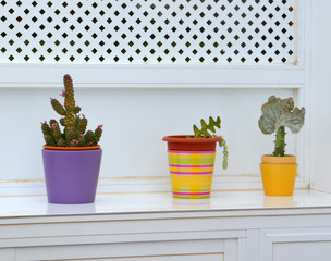 Outdoor flower pots with tropical plants.