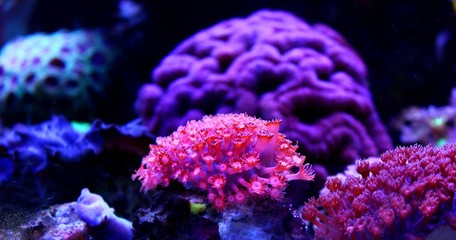 Obraz premium Amazing Coral in Reef Aquarium