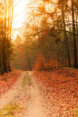 country road in the forest on sunny day