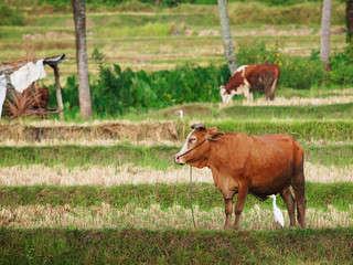 The cow in the rice field