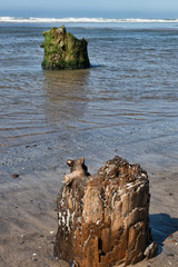 dead forest in the sea after tsunami