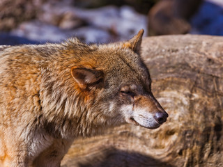 Wolf in park