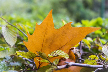 Beautiful orange maple leaf in colorful soil autumn scene. The single leaf was falling down to the bottom of the forest and is lying perpendicular between branches and leaves