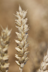 One wheat plant in nature. Macro photography of the grain. Healthy organic carbohydrates nutrition