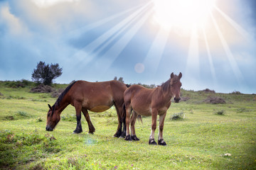 Obraz na płótnie Canvas Rayos de luz iluminando caballos en el prado