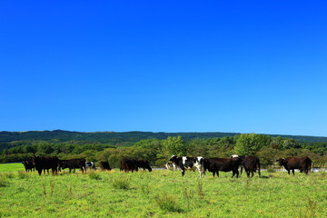 秋田県　鳥海高原