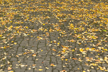 Obraz premium Fallen autumnal leaves lay on the urban asphalt road
