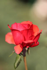 Beautiful flower of a rose