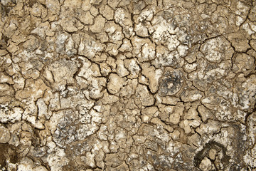 Cracked Soil Background