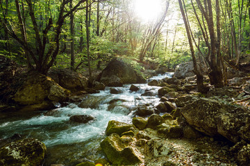 Mountain River in the wood