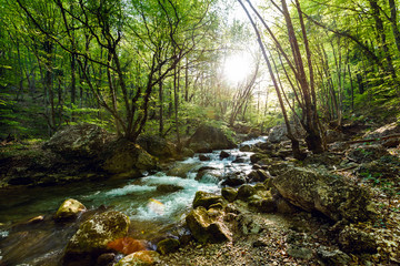 Mountain River in the wood