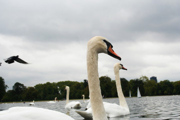 Cigno nel lago