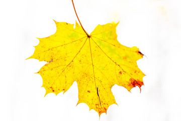 Ahornblatt im Herbst