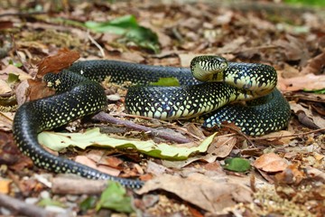 Naklejka premium Black Kingsnake (Lampropeltis getula) in Alabama