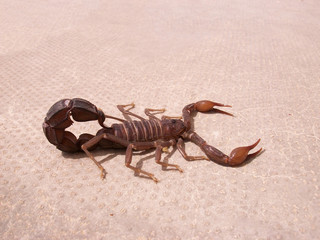 Scorpion
