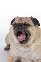 Obraz premium Yawning pug.