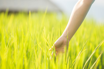 Hand woman touch in wheat field.
