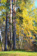 Pine forest at autumn.