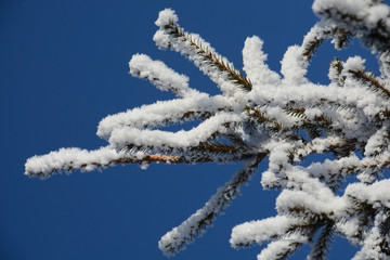fir branch snow