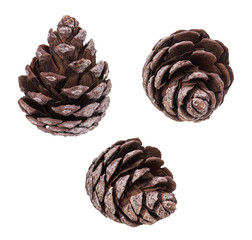 pine cone