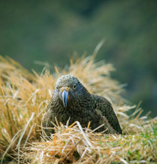 close up beautiful color feather ,plumage of kea birds with blur