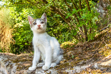 White little kitten