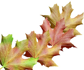 autumn leaves isolated on white background