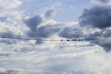 Blue sky with birds
