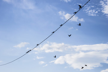 Blue sky with birds