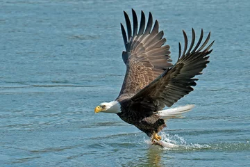 Crédence de cuisine en plexiglas Aigle American Bald Eagle Fish Grab