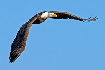 American Bald Eagle in Flight