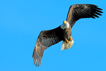 Fototapeta na wymiar American Bald Eagle in Flight
