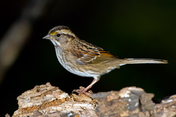 White-throated Sparrow standing on a log.