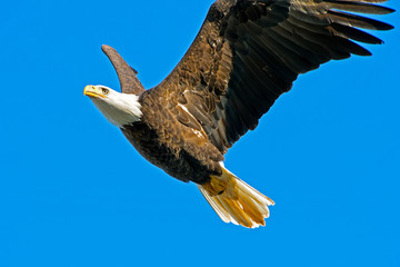 American Bald Eagle in Flight