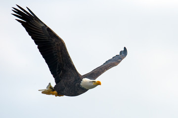 American Bald Eagle in Flight with Fish