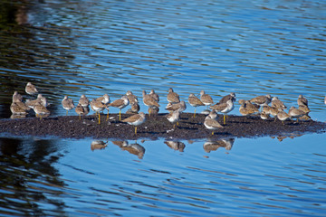 Large gathering of Greater Yellowlegs on a small Island